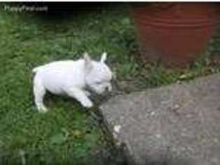 French Bulldog Puppy for sale in Dundas, IL, USA