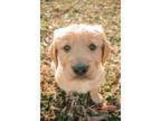 Golden Retriever Puppy for sale in Reidsville, NC, USA