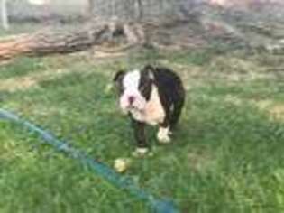 Boston Terrier Puppy for sale in Chowchilla, CA, USA