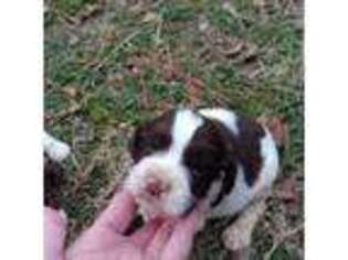 English Springer Spaniel Puppy for sale in Princeton, NC, USA