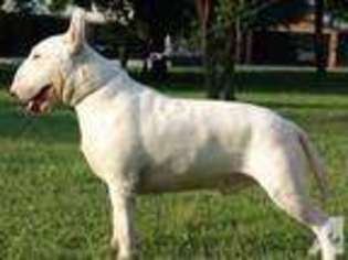 Bull Terrier Puppy for sale in SPRINGDALE, AR, USA