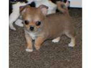 Chihuahua Puppy for sale in Kingston, OK, USA