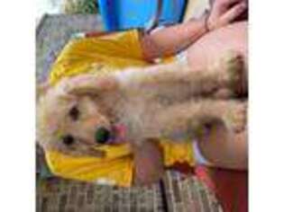 Goldendoodle Puppy for sale in Dacula, GA, USA