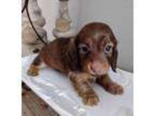Dachshund Puppy for sale in Bunnell, FL, USA