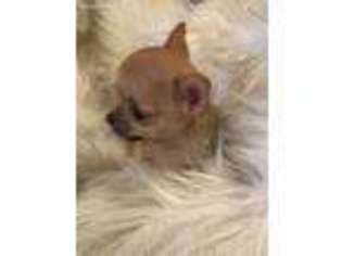 Chihuahua Puppy for sale in Poplarville, MS, USA