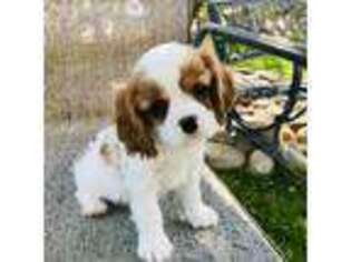 Cavalier King Charles Spaniel Puppy for sale in Blanding, UT, USA