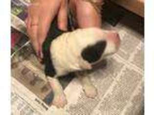 Old English Sheepdog Puppy for sale in Morrisville, PA, USA