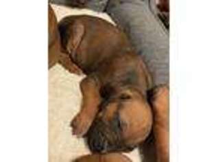 Rhodesian Ridgeback Puppy for sale in Oswego, NY, USA