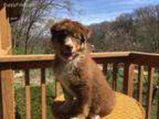 Australian Shepherd Puppy for sale in House Springs, MO, USA