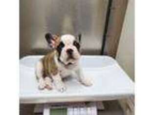 French Bulldog Puppy for sale in Central Point, OR, USA