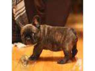 French Bulldog Puppy for sale in VENTURA, CA, USA