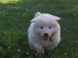 Samoyed Puppy for sale in Clarks Grove, MN, USA