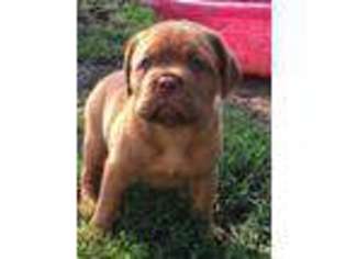 American Bull Dogue De Bordeaux Puppy for sale in Yamhill, OR, USA