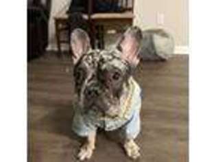 French Bulldog Puppy for sale in Englewood, CO, USA