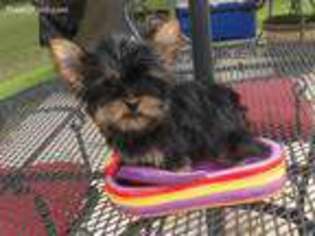 Yorkshire Terrier Puppy for sale in Pollock, LA, USA