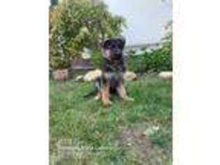 German Shepherd Dog Puppy for sale in West Chester, OH, USA