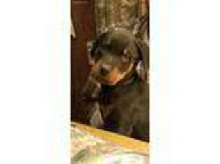 Rottweiler Puppy for sale in Ford City, PA, USA