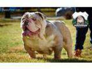 Bulldog Puppy for sale in Syracuse, NY, USA