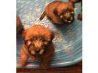 Soft Coated Wheaten Terrier Puppy for sale in Jefferson City, TN, USA