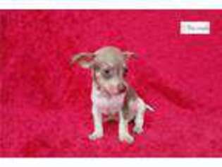 Chihuahua Puppy for sale in Edinburg, TX, USA