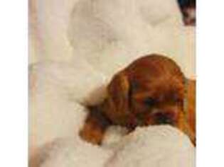 Cavalier King Charles Spaniel Puppy for sale in Diamond, MO, USA