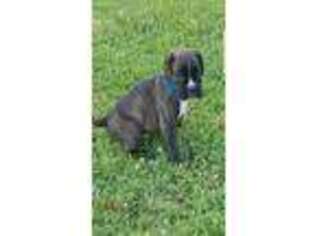 Boxer Puppy for sale in Brownsville, TN, USA