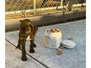 Boxer Puppy for sale in Cape Coral, FL, USA
