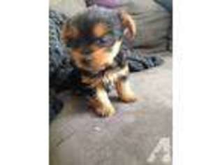 Yorkshire Terrier Puppy for sale in BANNING, CA, USA