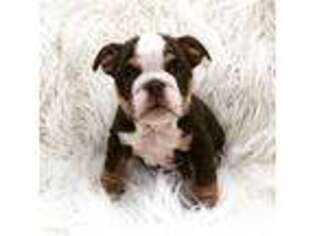 Bulldog Puppy for sale in Fremont, CA, USA