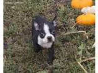 Boston Terrier Puppy for sale in Corsica, SD, USA