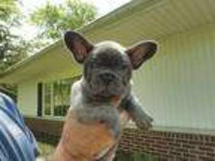 French Bulldog Puppy for sale in Blanchester, OH, USA
