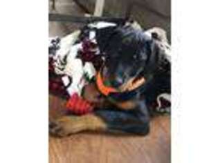 Rottweiler Puppy for sale in Hamden, CT, USA