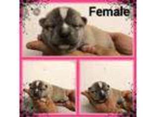 Alaskan Klee Kai Puppy for sale in Clifton, KS, USA