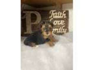 Yorkshire Terrier Puppy for sale in Benton, IL, USA