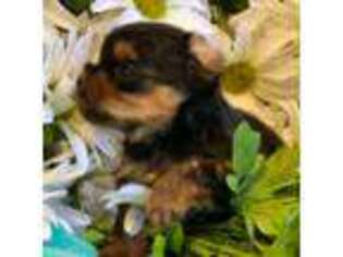 Yorkshire Terrier Puppy for sale in Portales, NM, USA