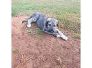 Irish Wolfhound Puppy for sale in Thomaston, GA, USA