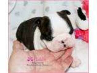 Boston Terrier Puppy for sale in Gulfport, MS, USA