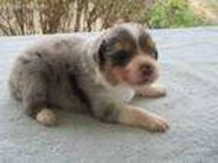 Australian Shepherd Puppy for sale in Charleston, WV, USA