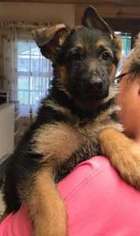 German Shepherd Dog Puppy for sale in NEW SHARON, ME, USA