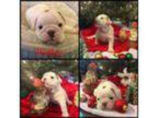 Bulldog Puppy for sale in Syracuse, NY, USA