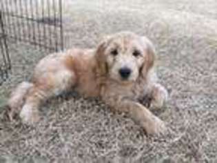 Goldendoodle Puppy for sale in Newberry, FL, USA
