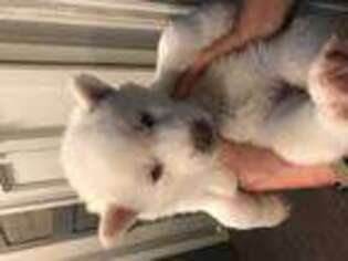 Siberian Husky Puppy for sale in Granbury, TX, USA
