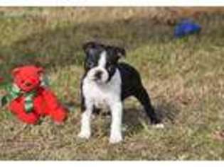 Boston Terrier Puppy for sale in Pilot Point, TX, USA