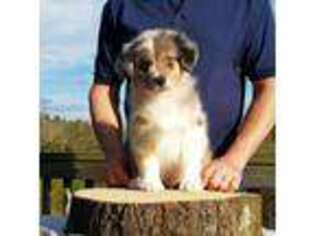 Australian Shepherd Puppy for sale in Madisonville, TN, USA