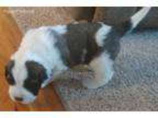 Saint Bernard Puppy for sale in Midvale, UT, USA