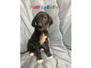 Great Dane Puppy for sale in Litchfield, ME, USA