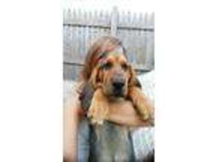Bloodhound Puppy for sale in Tremont, IL, USA