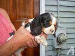 Cavalier King Charles Spaniel Puppy for sale in NORTH BROOKFIELD, MA, USA