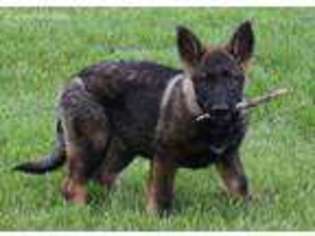 German Shepherd Dog Puppy for sale in Dallas, WV, USA