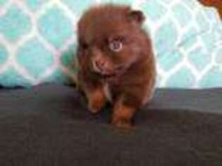 Pomeranian Puppy for sale in Starbuck, MN, USA